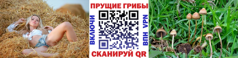 mega онион  Лангепас  Галлюциногенные грибы Psilocybe 